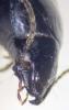 Harpalus dimidiatus
